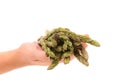 Hand holds fresh green asparagus bunch. Royalty Free Stock Photo