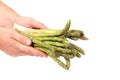 Hand holds fresh green asparagus bunch. Royalty Free Stock Photo