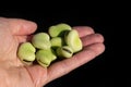 A hand holds fresh green broad beans in the open palm. The background is dark. The seeds are freshly harvested and peeled