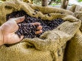 A hand holds fresh roasted aromatic coffee beans in brown sack with farm environment.