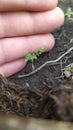 A hand holds a gently small carrot sprout. Carrot seedlings