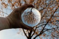 A hand holds a glass ball up to a tree and this is reflected upside down in the ball