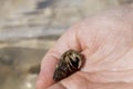 Hand holds the hermit crab that has crawled out of its shell Cute Royalty Free Stock Photo