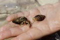 Hand holds the hermit crab that has crawled out of its shell Cute Royalty Free Stock Photo