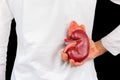 Hand holds human kidney model at white body Royalty Free Stock Photo