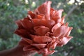 Hand Holds Pink Oyster Mushroom Cluster Royalty Free Stock Photo
