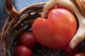 Hand holds a large tomato in the shape of a heart. A variety of bull heart. The concept of love of vegetables