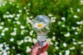 Light Bulb with a Daisy Inside Outdoors Royalty Free Stock Photo