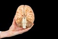 Hand holds model human brain on black background Royalty Free Stock Photo