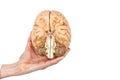 Hand holds model human brain on white background Royalty Free Stock Photo