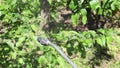 Hand holds nitrate fertilizer in the palm