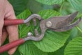 A hand holds an old rusty metal pruner with red handles cutting a raspberry branch Royalty Free Stock Photo