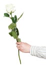 Hand holds one flower - white rose isolated Royalty Free Stock Photo