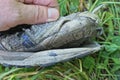 hand holds one old gray torn sneaker