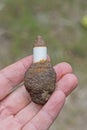 a hand holds one old white spark plug in brown rust Royalty Free Stock Photo