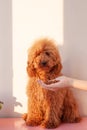 A hand holds out a handful of dry dog food to a miniature red brown poodle