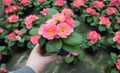 Hand holds a pot with pink primrose and lots of blurred primroses are in a greenhouse. Spring flower sale