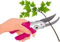 The hand holds the pruner