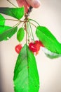 Ripe red cherry on branch with green leaves Royalty Free Stock Photo