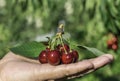 The hand holds ripe fresh cherries. ingathering