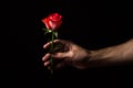 A hand holds a scarlet rose on a black background. One beautiful flower. Royalty Free Stock Photo