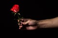 A hand holds a scarlet rose on a black background. One beautiful flower. Royalty Free Stock Photo