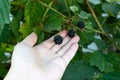 A hand holds several berries of a blackberry.