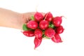 Hand holds small garden radish. Royalty Free Stock Photo