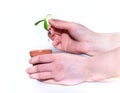 The hand holds a small green sprout on a white isolated background. Planting a young seedling in a pot. The concept of planting Royalty Free Stock Photo