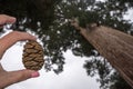 A hand holds a small sequoia tree pine cone with a giant sequoia tree in background Royalty Free Stock Photo