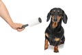 Hand holds sticky roller for cleaning clothes from hair smooth-haired dog, pet