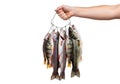 Freshly caught fish on a stringer held by a hand against a white background {Ai generated Royalty Free Stock Photo