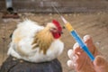 Hand holds syringe and chicken in background. Antibiotics, vaccination concept. Royalty Free Stock Photo