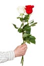 Hand holds two white and red roses isolated Royalty Free Stock Photo