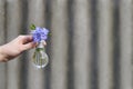 Hand holds a used light bulb filled with periwinkle flowers Royalty Free Stock Photo