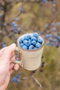 Hand holds wild blue sloe, blackthorn berries in a mug, harvesting autumn harvest Royalty Free Stock Photo