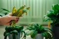 The hand holds the yellow deformed leaves of the indoor flower after pruning.