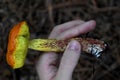 Hand Holds Yellow Shaggy-stalked Bolete