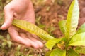 Hand hole sapling