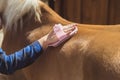 Hand Of Horse owner Brushing Off Dust From Her Flaxen Horse Back Using Brush Royalty Free Stock Photo