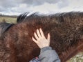 Hand in horse thick warm leather, winter fur