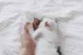 Hand hugging cute sleeping little kitten on soft bed. Adopt. Owner caressing adorable sleepy kitty