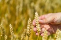 a hand of human touches stalk of wheat in the field in the summer. Close-up Royalty Free Stock Photo