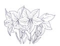 Hand ink drawing bellflower