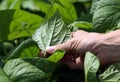 Hand inspecting garden plants