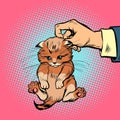 Hand kitten holds by the scruff Royalty Free Stock Photo