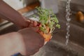 Finishing up last year carrot stocks