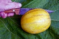 A hand with a knife cuts a yellow melon on a green leaf