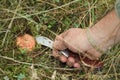 Hand with knife and Saffron Milk Cap Royalty Free Stock Photo