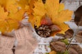 Hand-knitted brown baby socks, on white wooden background with autumn decorations Royalty Free Stock Photo